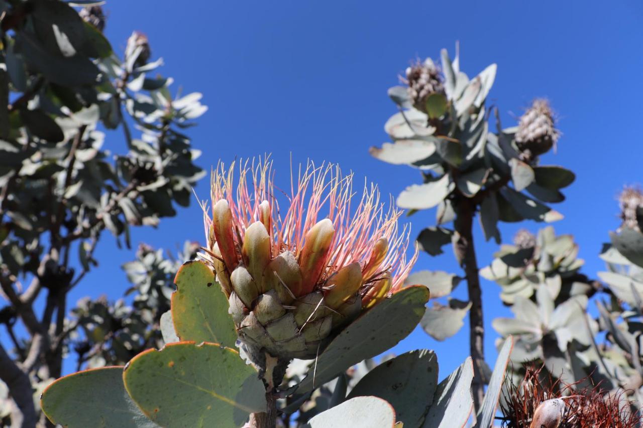 ホテル Highlands Eco Estate Piketberg エクステリア 写真