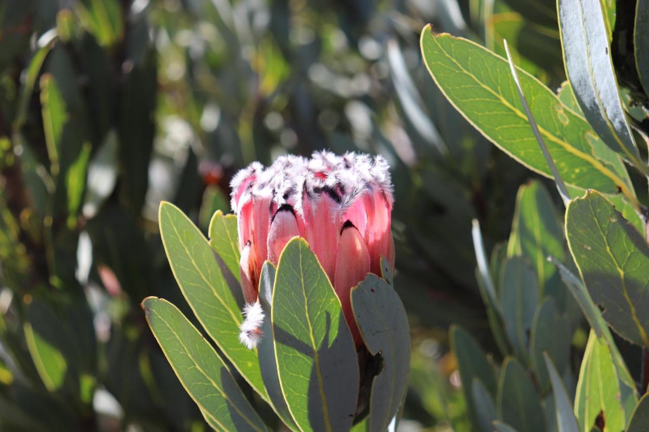 ホテル Highlands Eco Estate Piketberg エクステリア 写真
